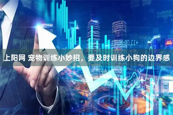上阳网 宠物训练小妙招，要及时训练小狗的边界感